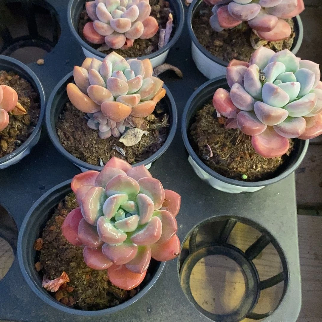 团白鹭单，福利多多