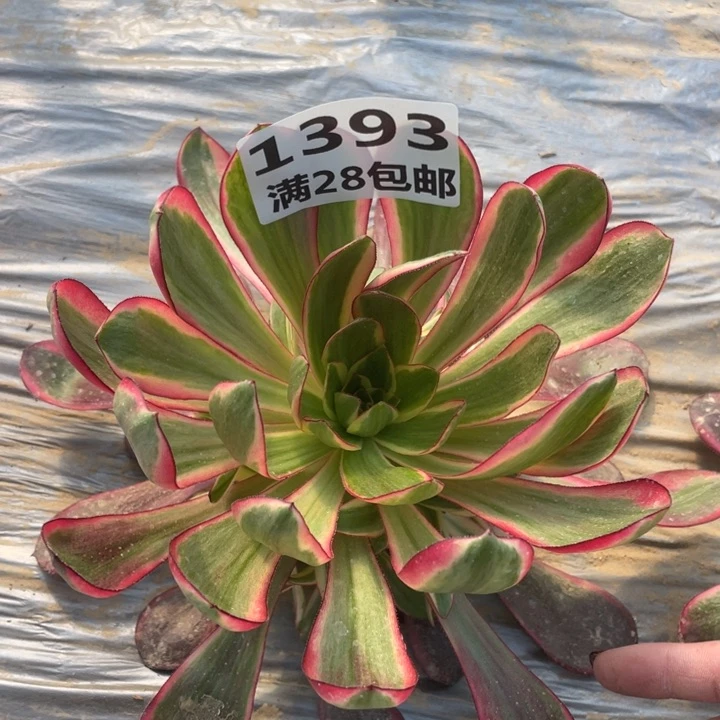 1393二号棚红魔女A