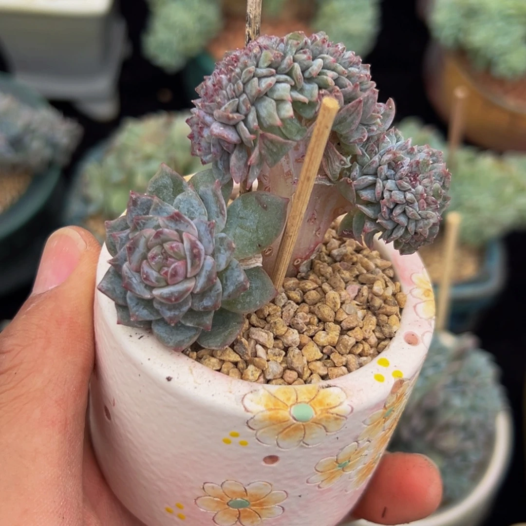 新年快乐 新年快乐