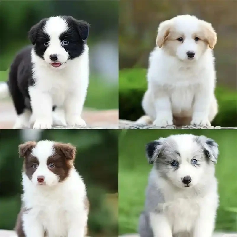 提提家边牧幼犬 活体链接