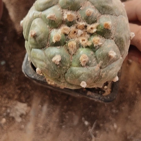 0042处理龟甲兜嫁接的