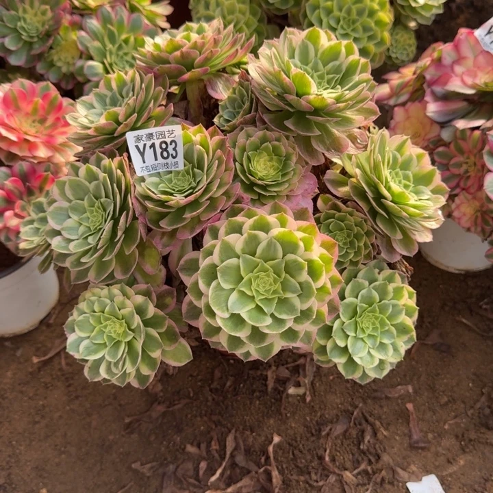 183海王官服35左右2