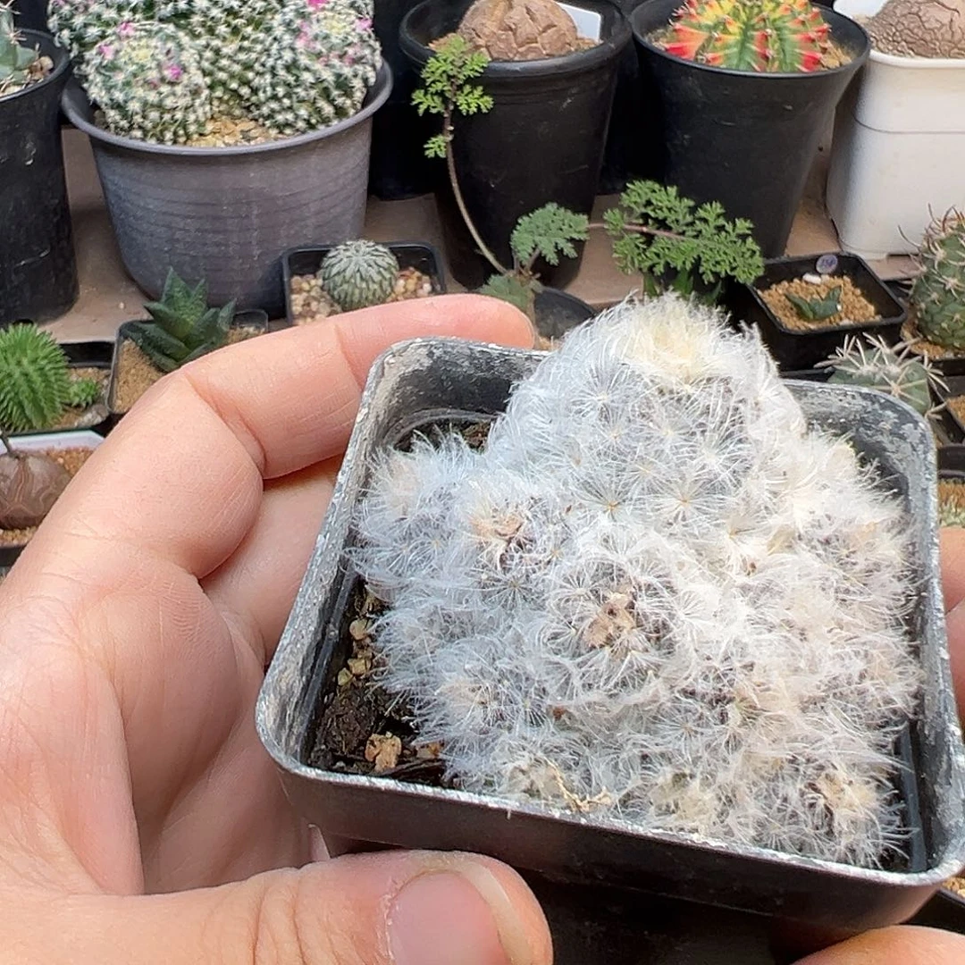 紫皮白星一颗一颗一颗