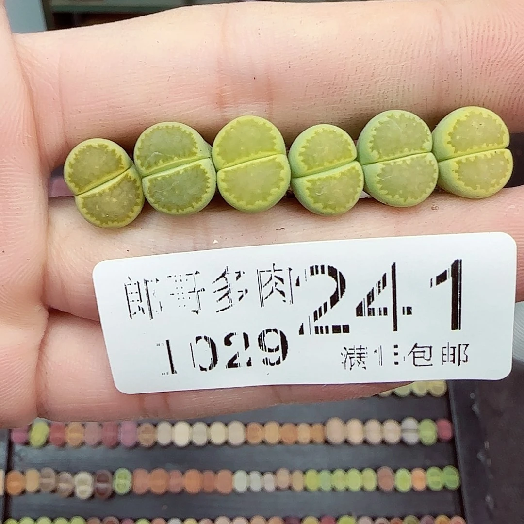 满满18包邮1029-241