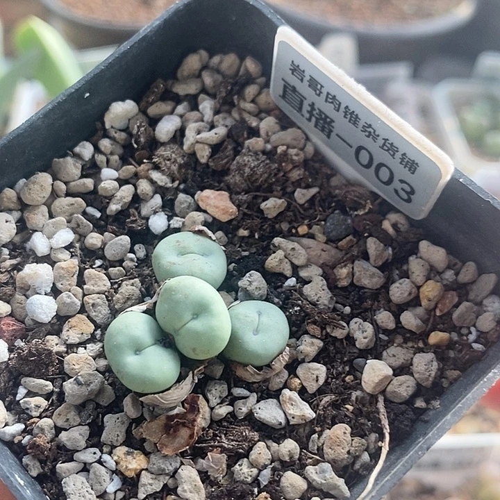 AP种源101P嘴4头群