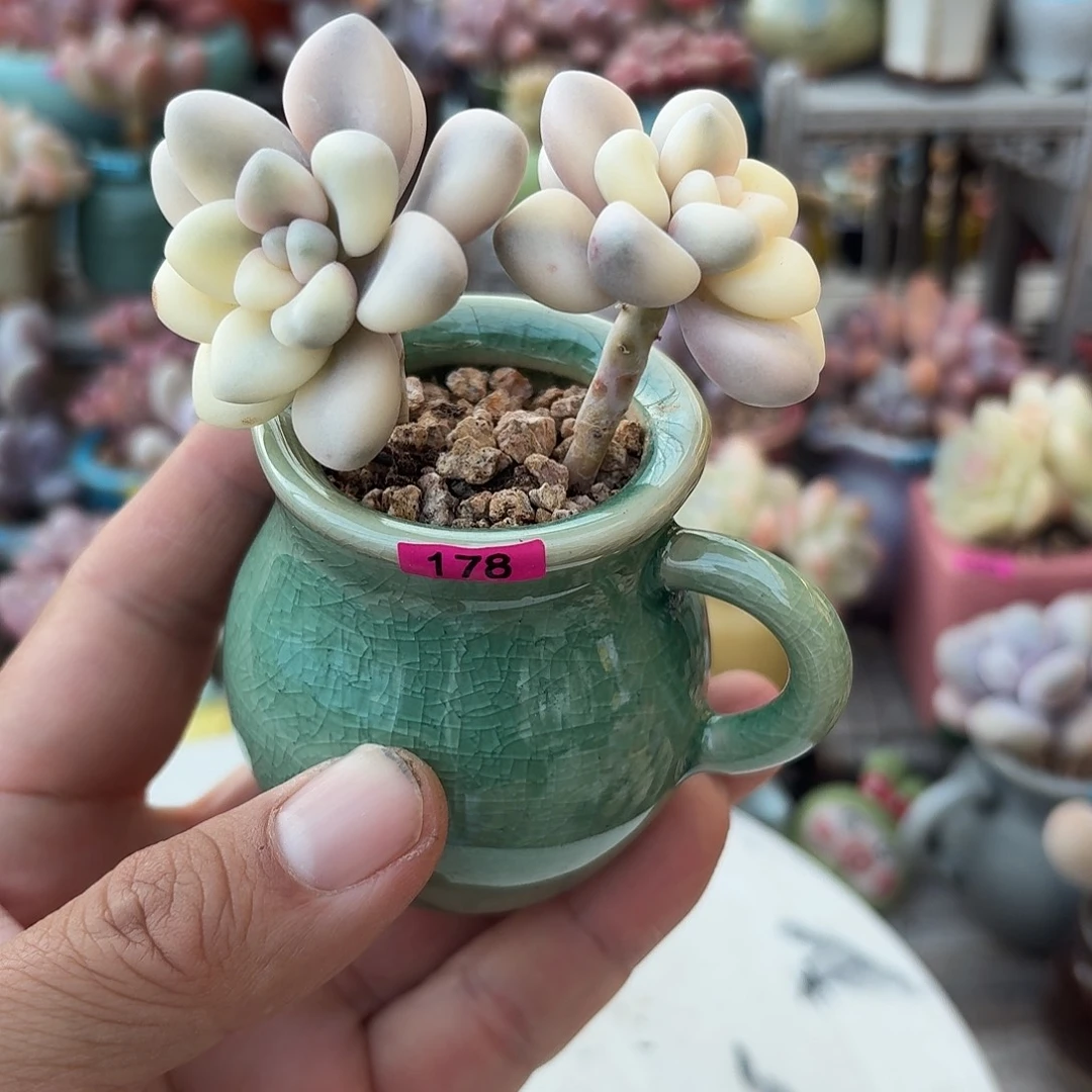 一***儿一物一拍编号178