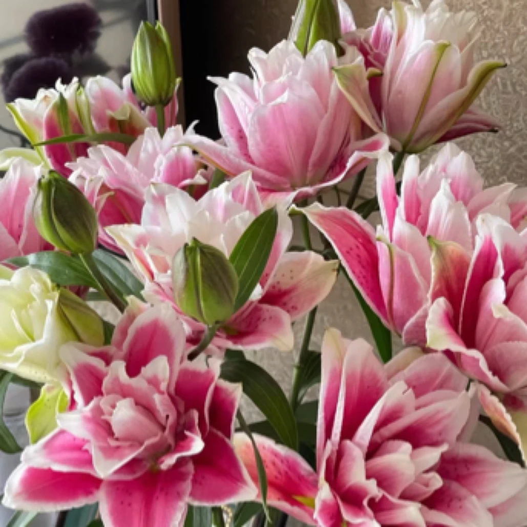 重瓣粉百合 家庭用花今天下单明天到