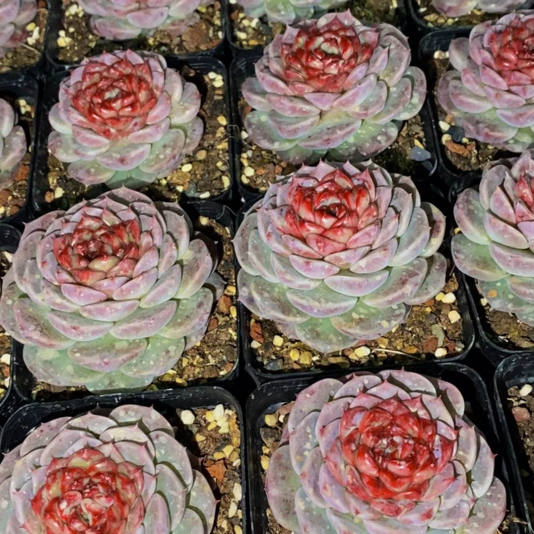 837的人生态度是一种