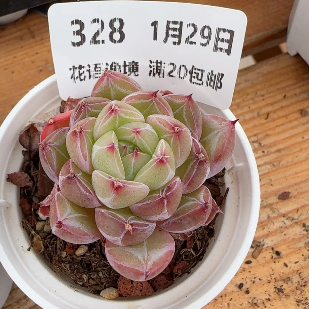 花语逸镜0129-328