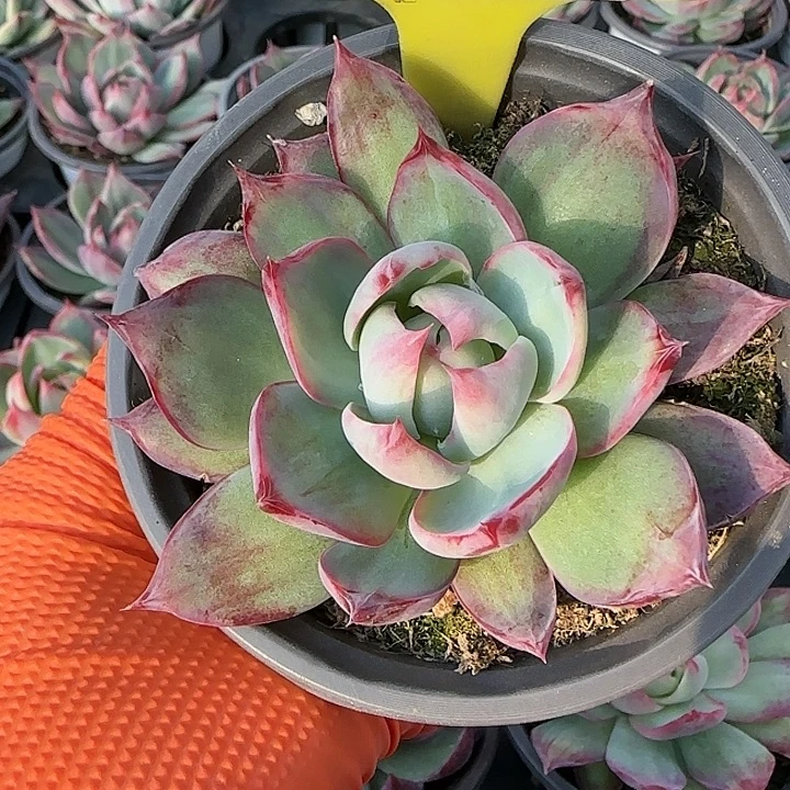 182 惊鸿仙子多肉植物6-9cm