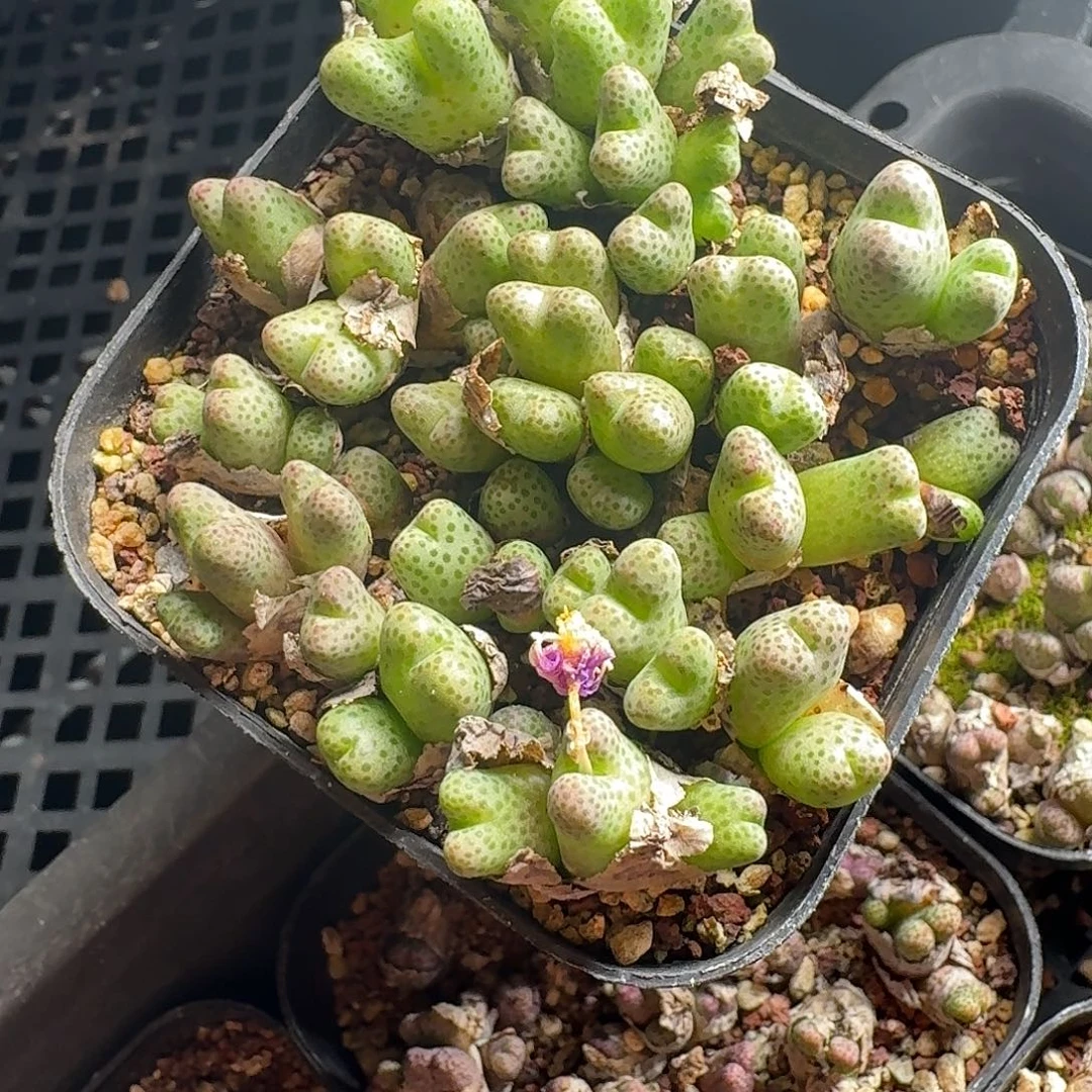 斑马肉锥整盆脱土发