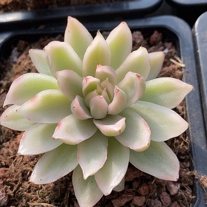 白水晶福利多肉植物