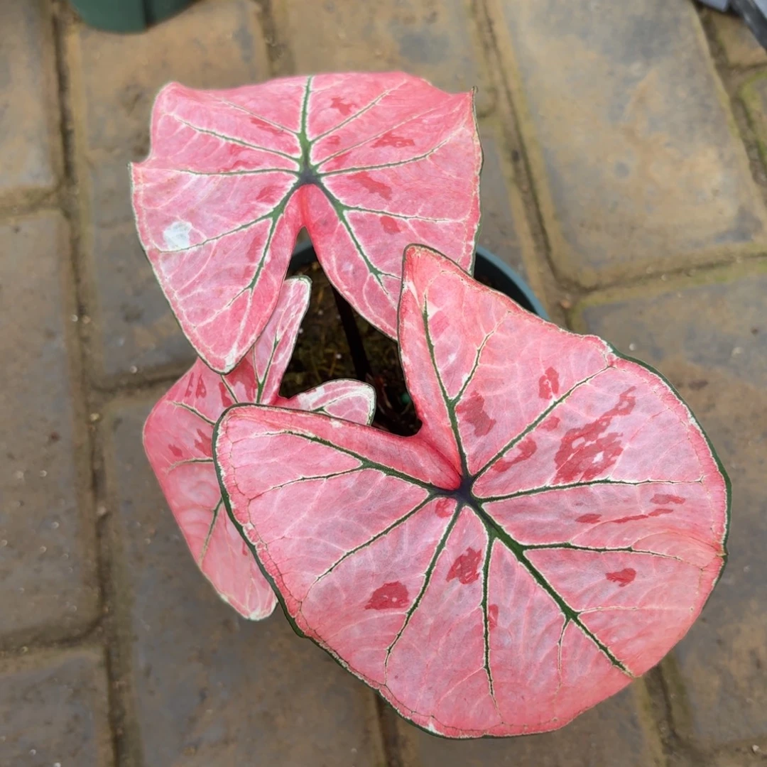 雅哈哈泰国77-1121