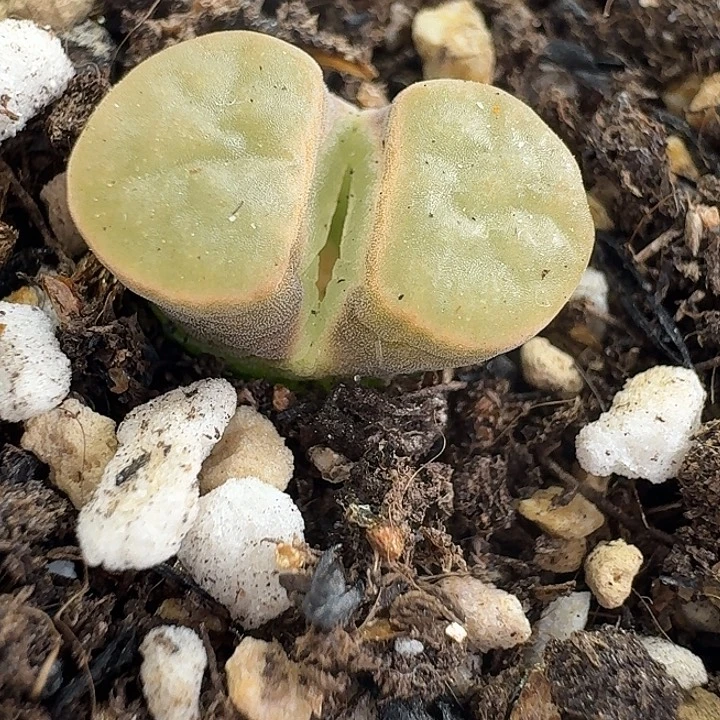 老马生石花磁铁1341