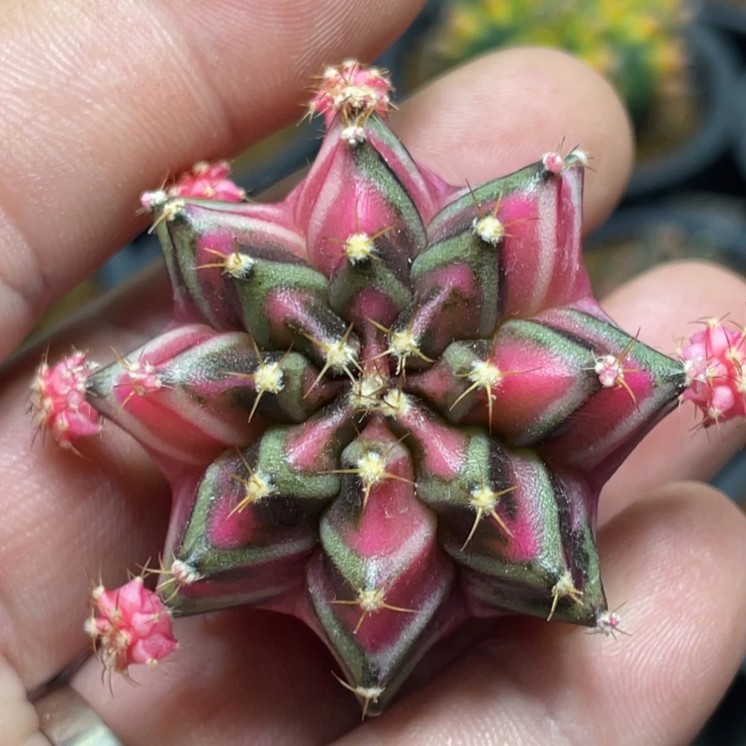 当前无花朵，栽培后可花朵五月