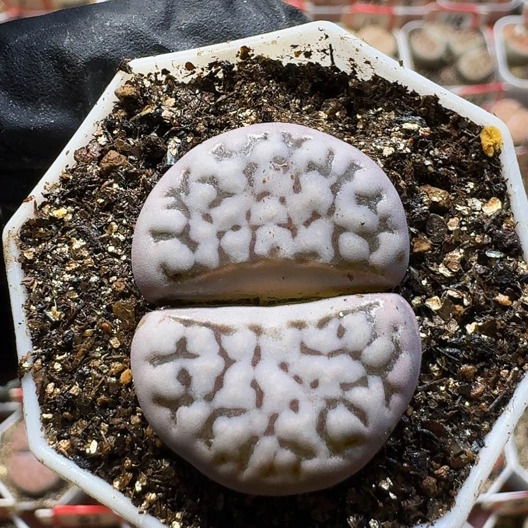 生石花23:：：。  12号