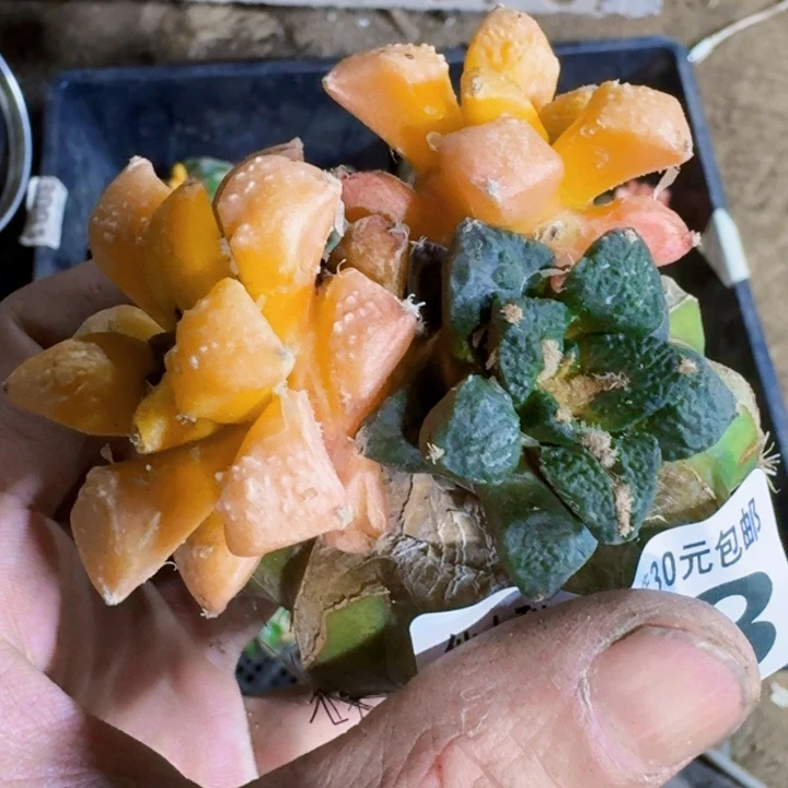 福利苗接牡丹锦453