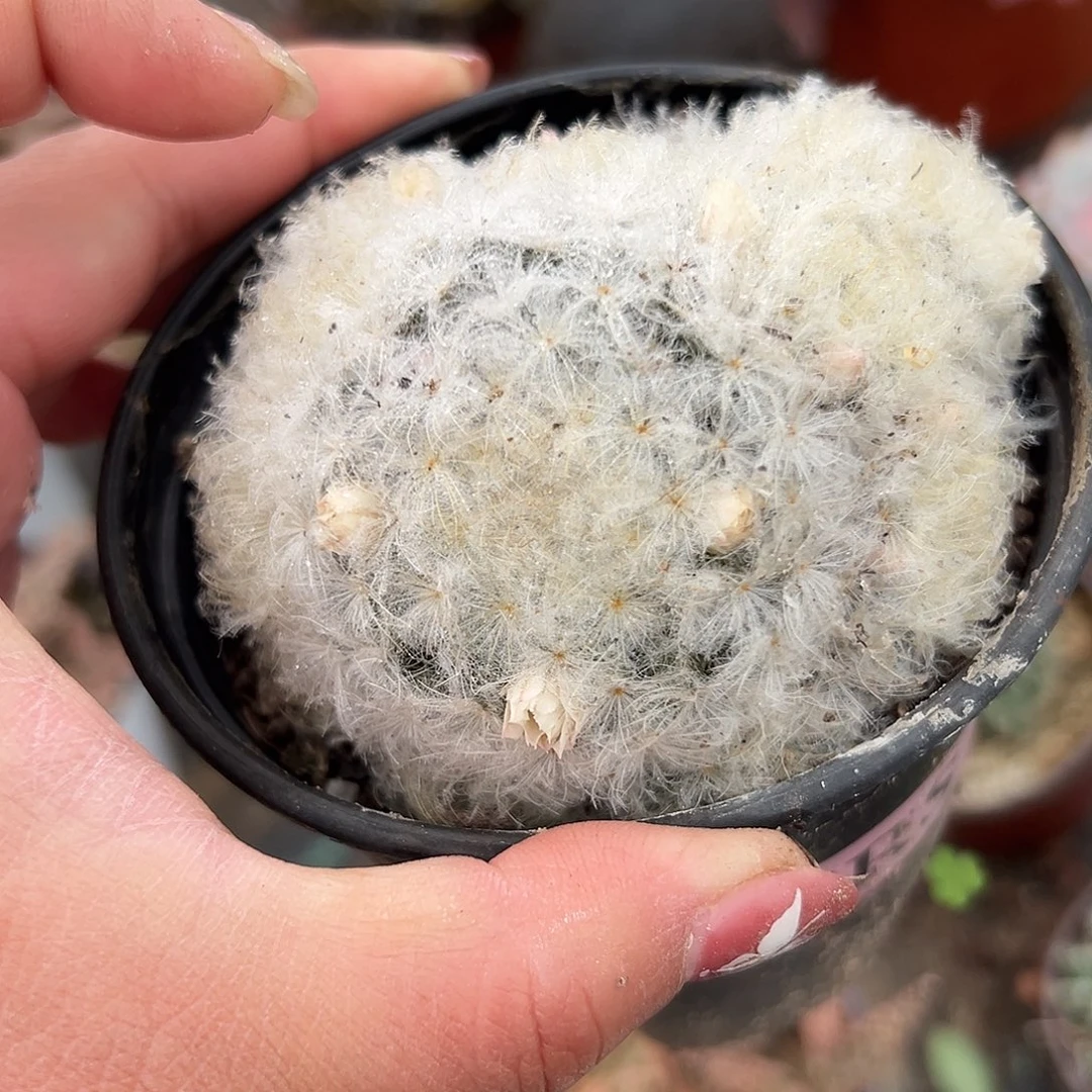 多肉植物白星开花