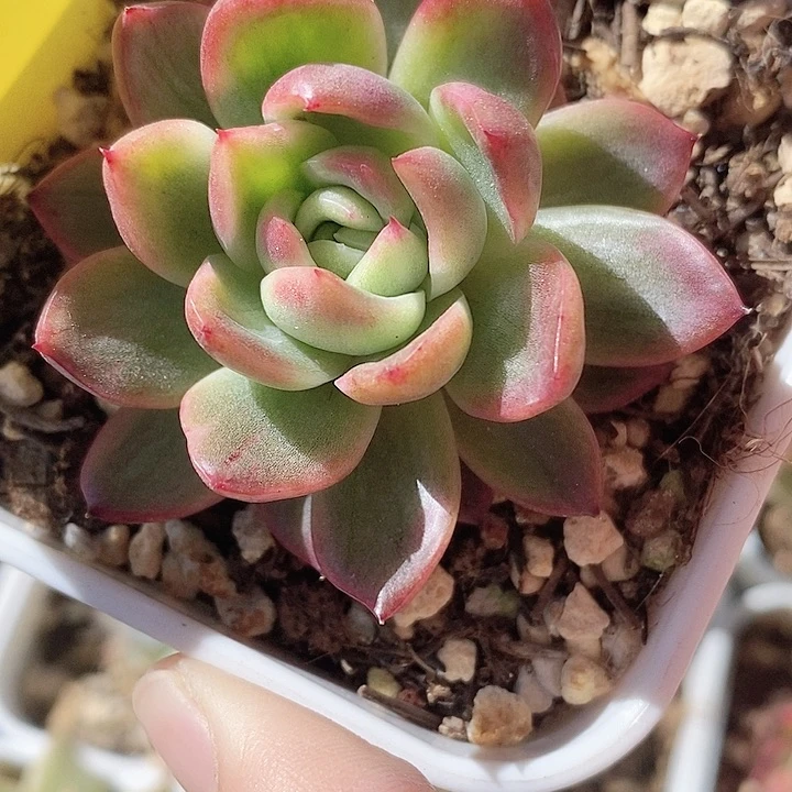 不知名东云一物一拍