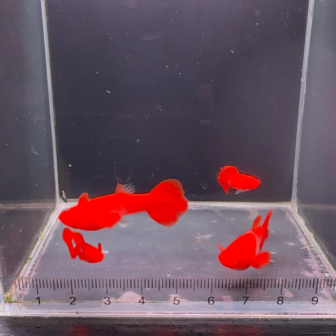 孔雀鱼鸿运当头双分水1对