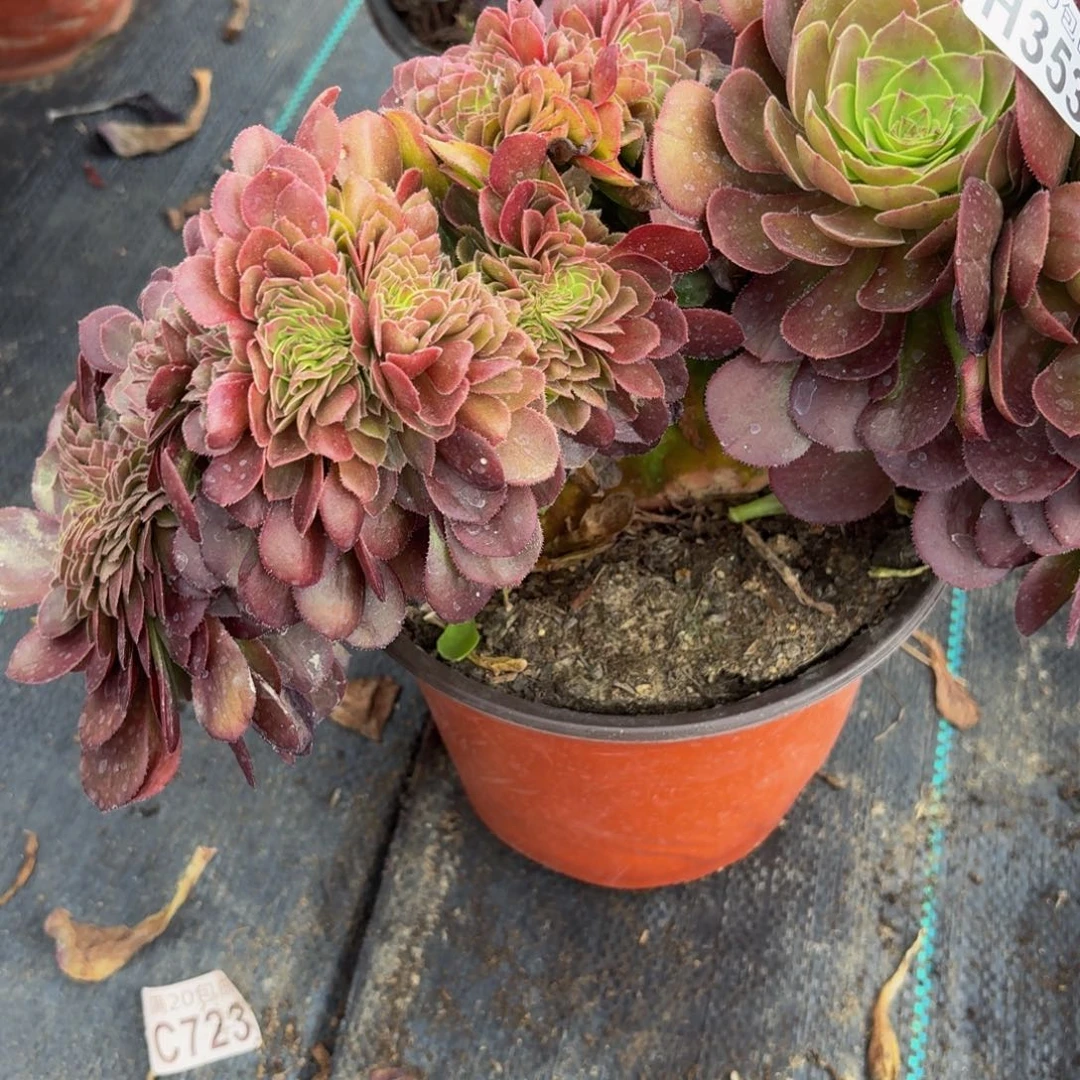 无花朵353多肉植物捧花的