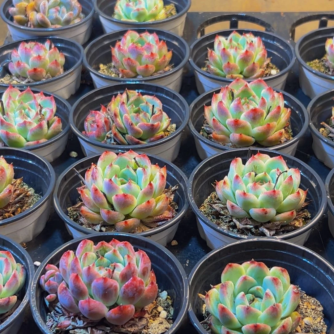 120多肉的我也是很喜欢吃了