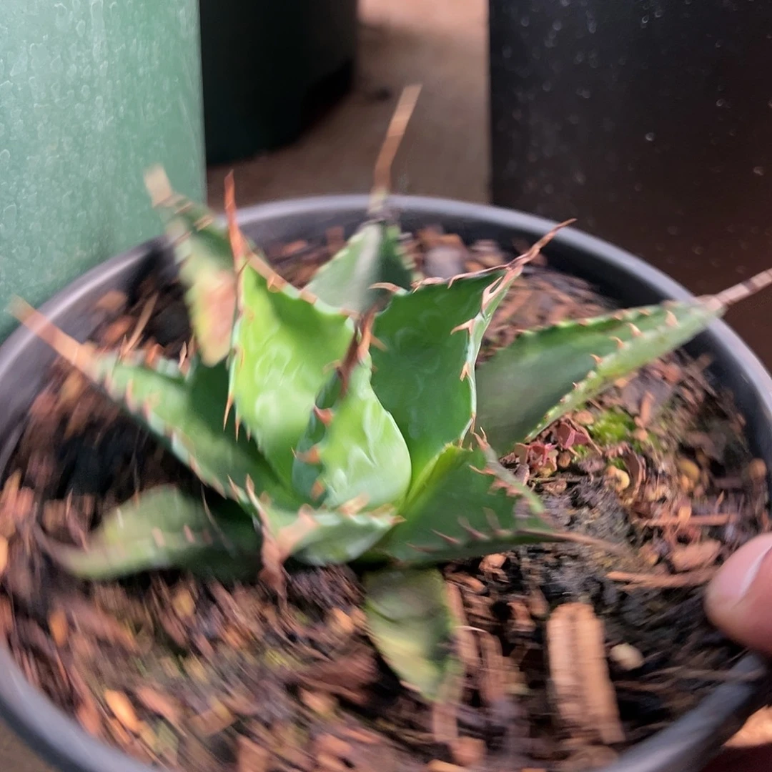 无花朵多肉植物厚叶蒙塔娜