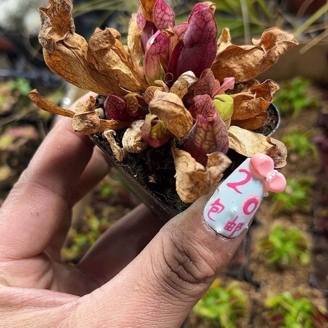 红海螺单头发货有根发货