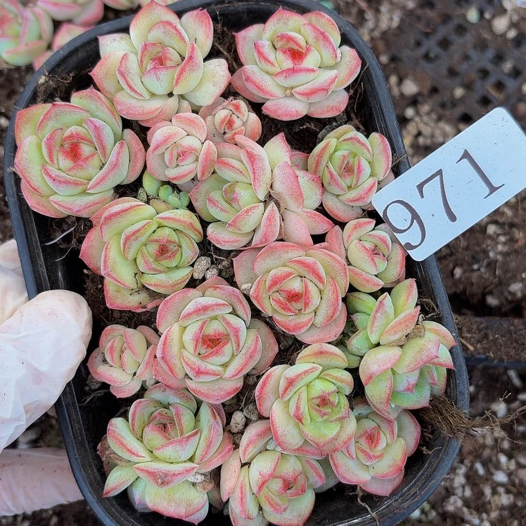 多肉植物多肉植物971
