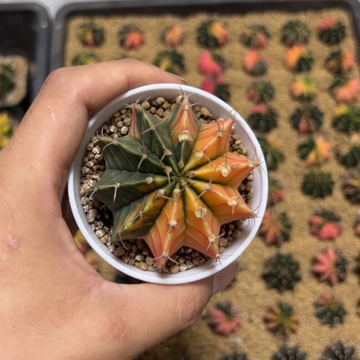 实生肋骨锦带盆土发货