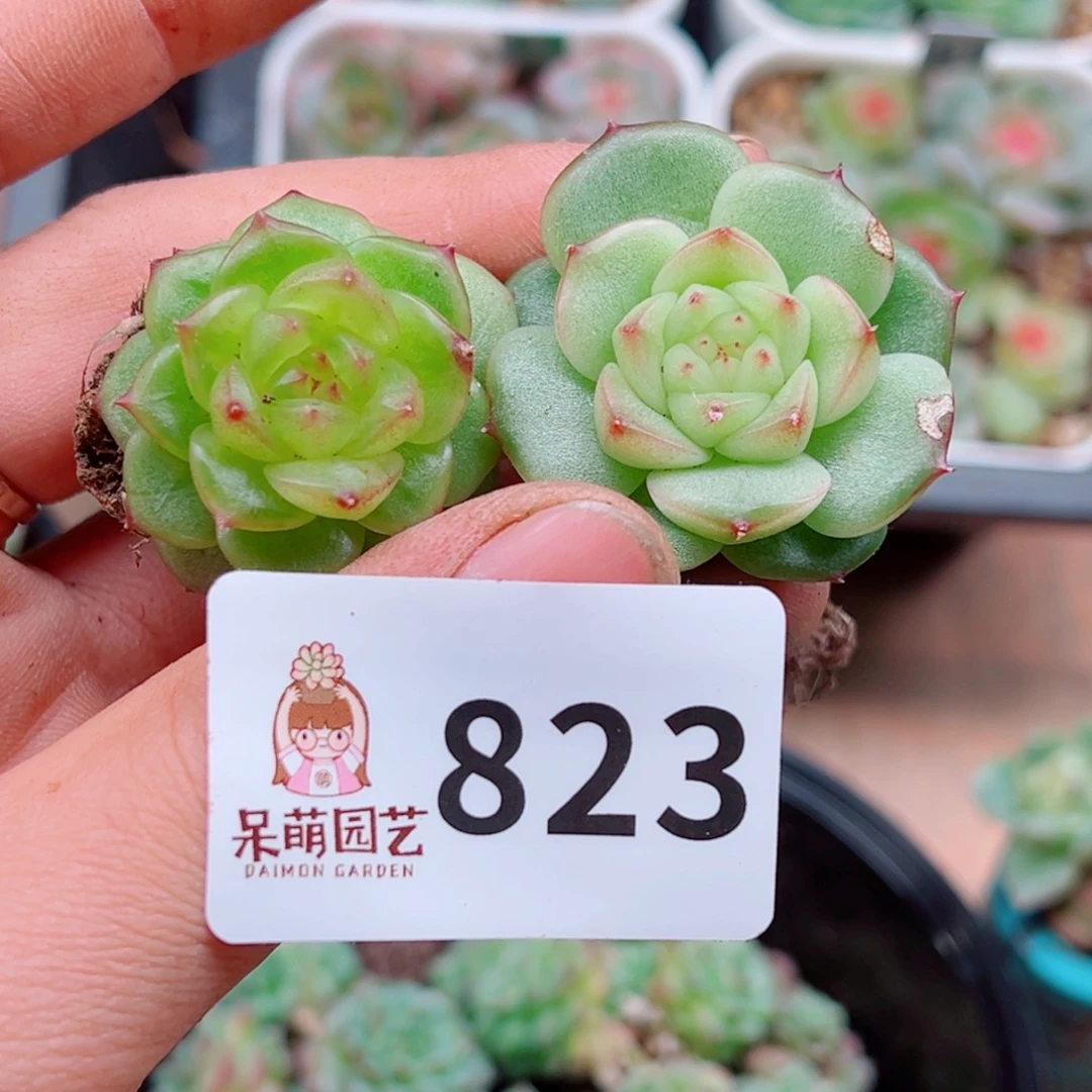 多肉植物多肉植物