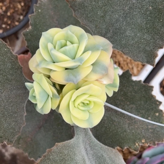 可爱玫瑰锦 夏鸣园艺