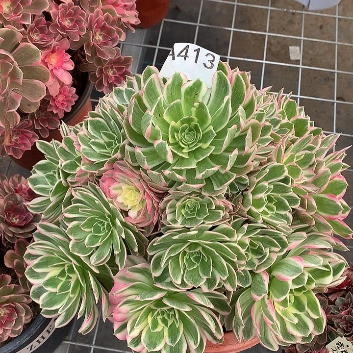 水***山413.海仙多肉植物