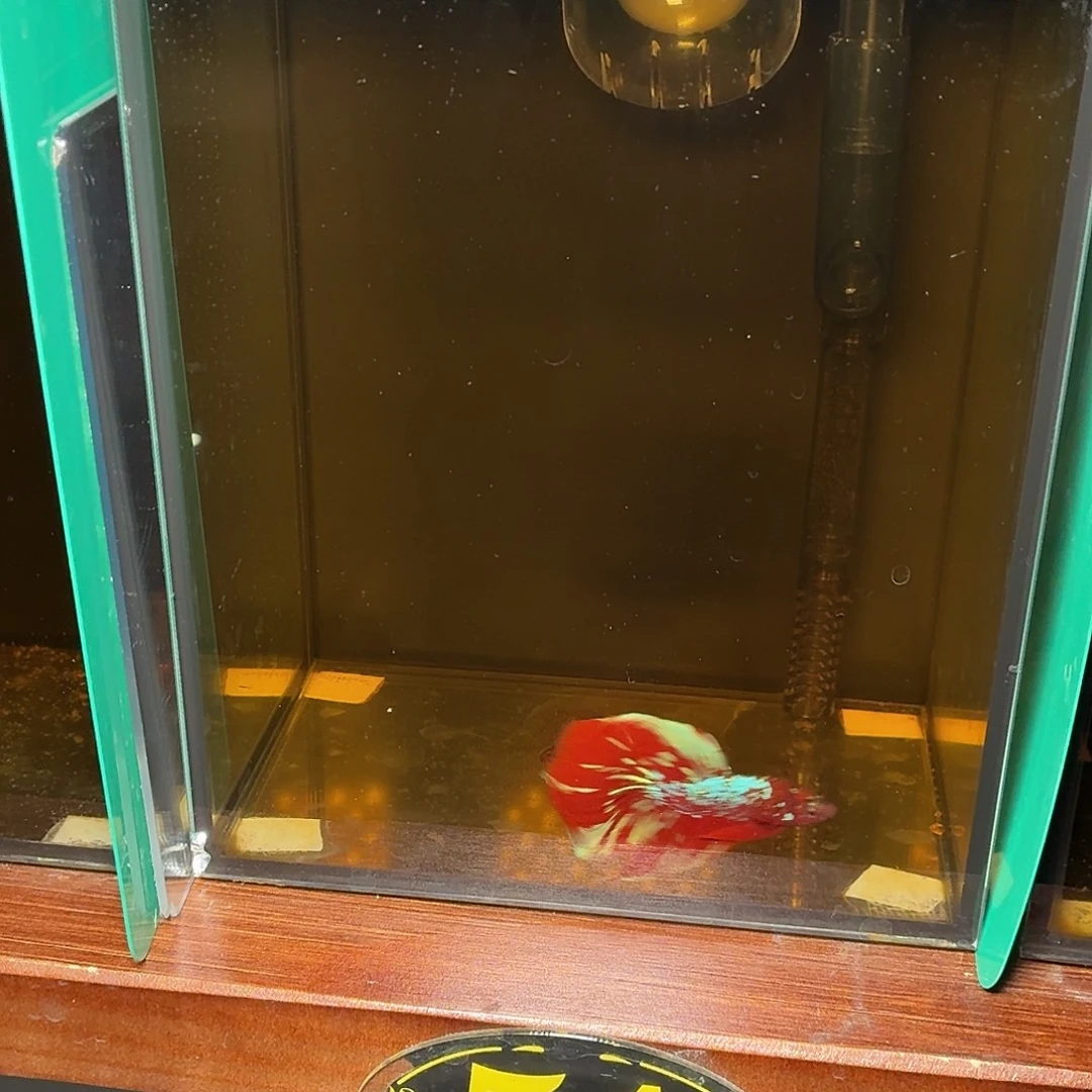 斗鱼彩金半月公鱼