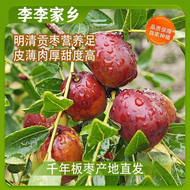 【稷山板枣】应季水果现摘现发脆甜爽口皮薄肉厚核小产地直发