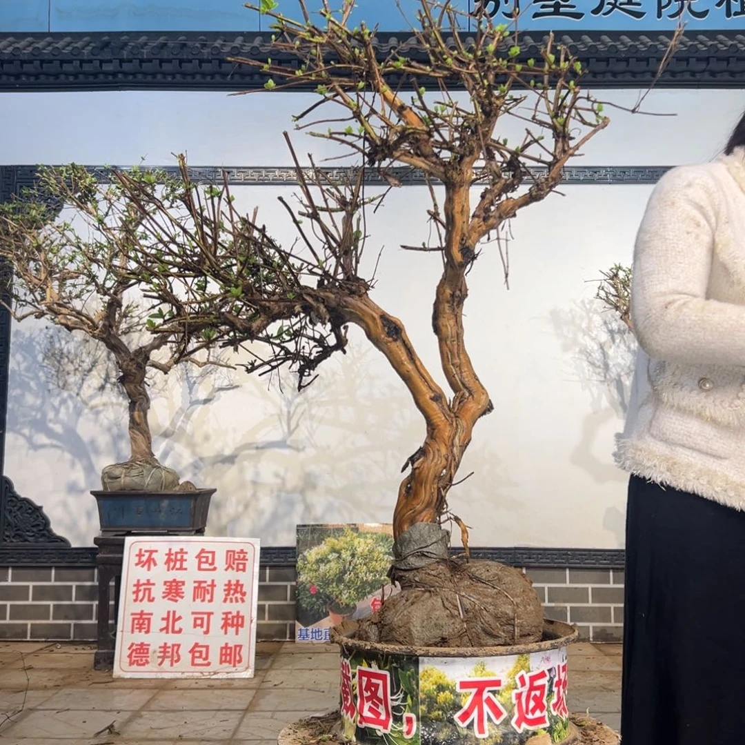 完全开放金银花88888