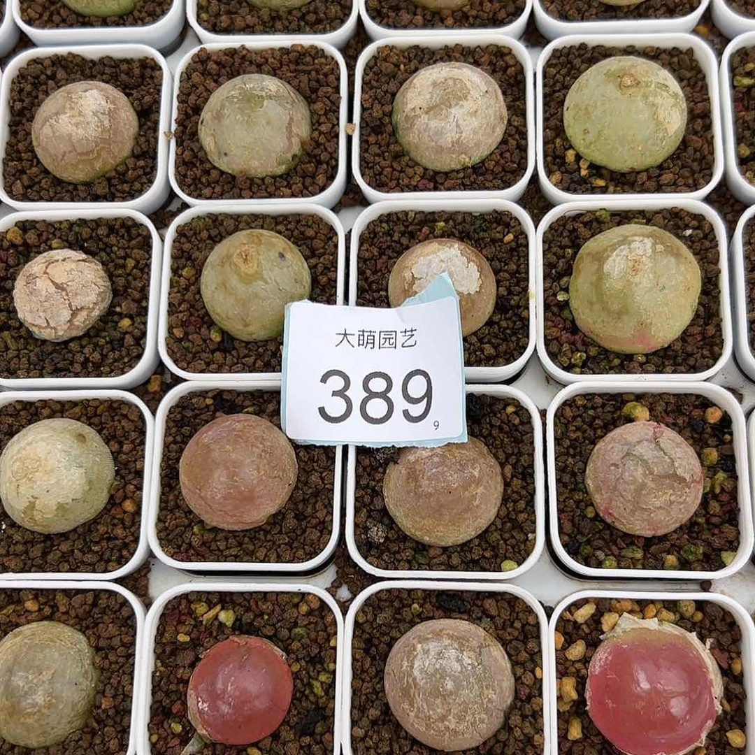 0000389量拍大灯泡1颗尺寸不低于2.0脱土发