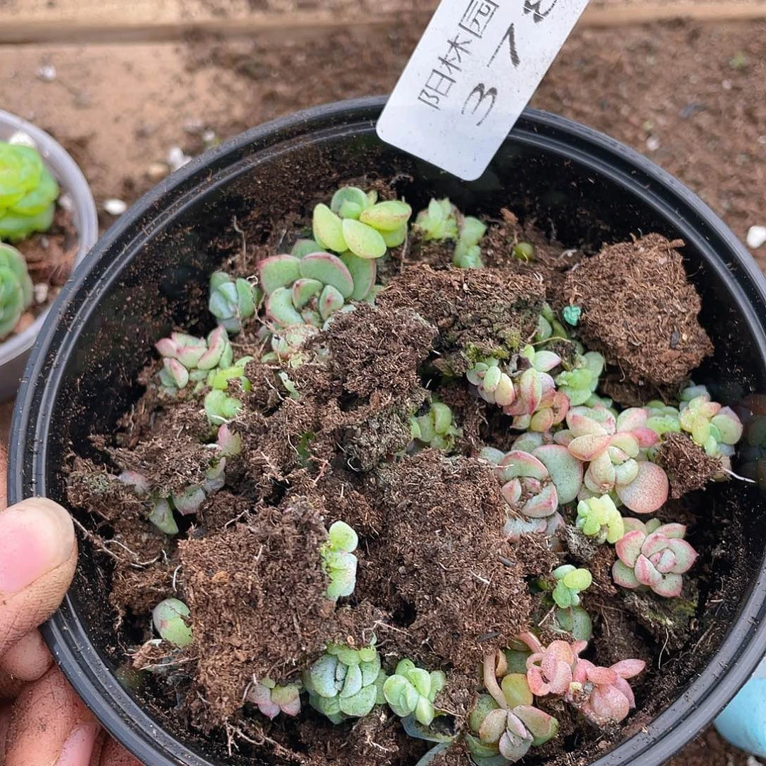 多肉植物多肉植物378