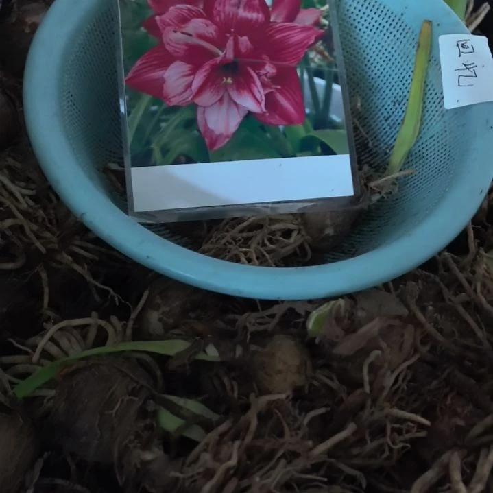 当前无花栽培后可以开花回忆5厘米裸根球