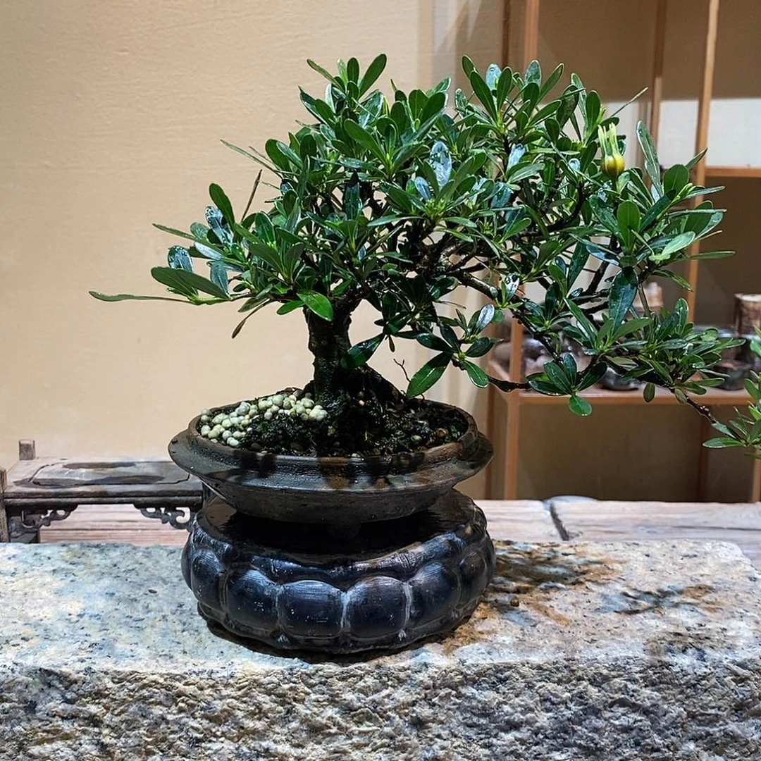 无花朵恒*栀子花