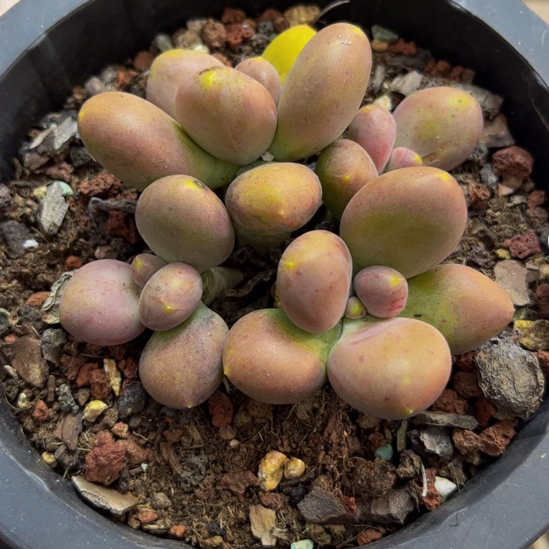 526/8cm芒果奶多肉植物