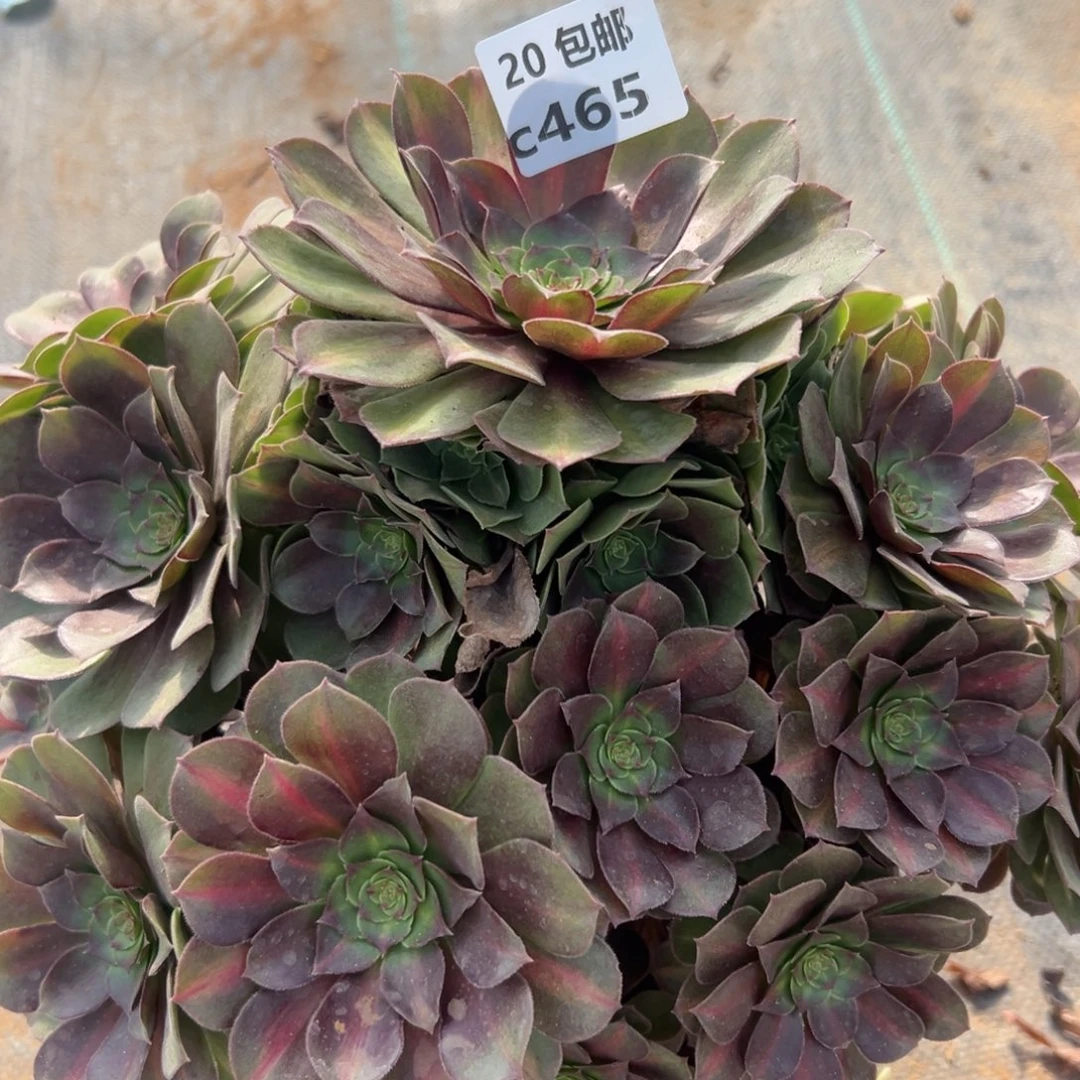 465红茶，多肉法师说