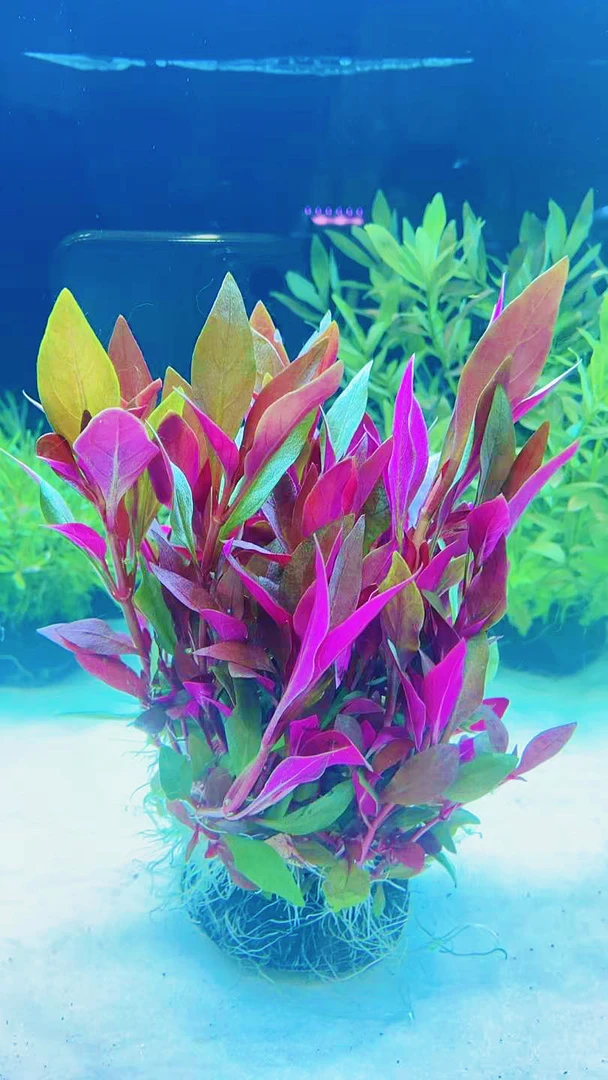 大叶中景   丹麦血心兰