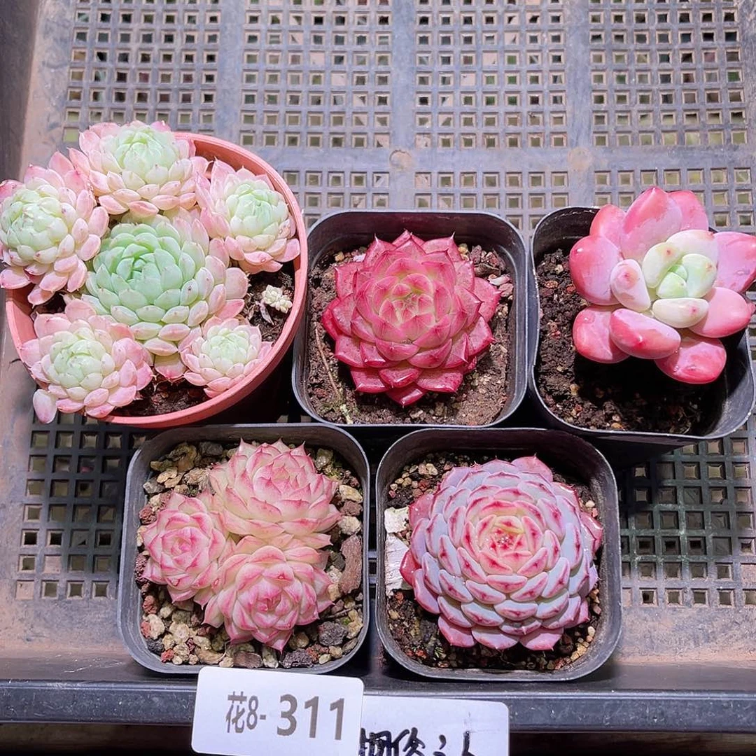 花08-311框拍多肉5颗