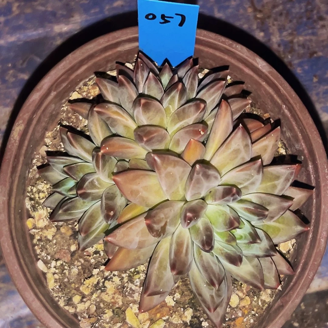 桔云多肉美人精品系列