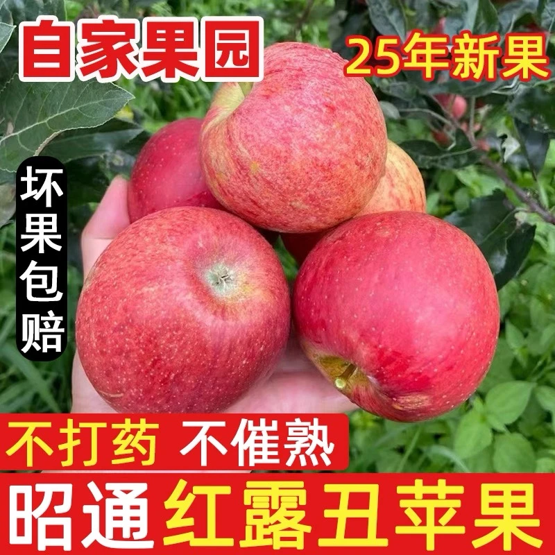2025年新苹果云南昭通红露丑苹果脆甜新鲜当季水果现摘现发