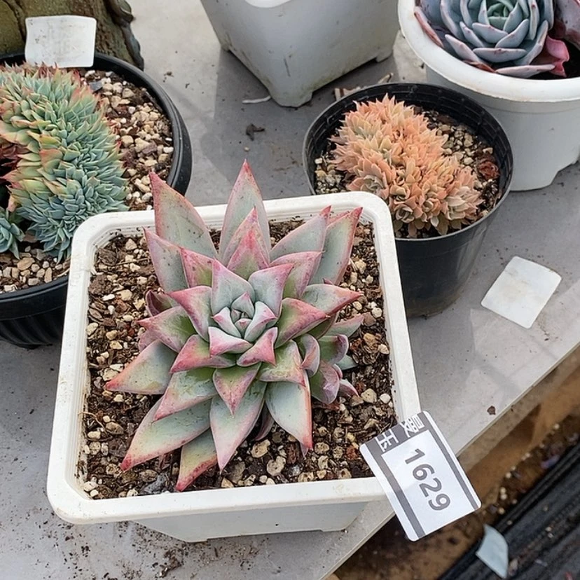 【闪购商品】陶*?祖母绿1629