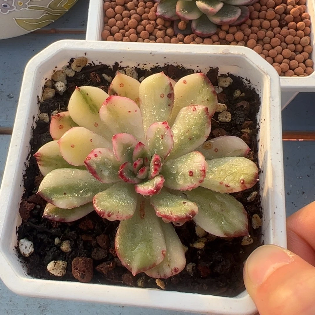 保利安娜锦，白锦花脸锦