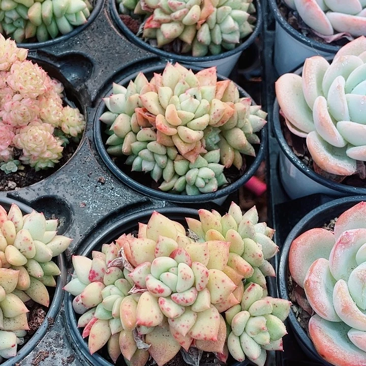 象牙9.9一盆25855555885