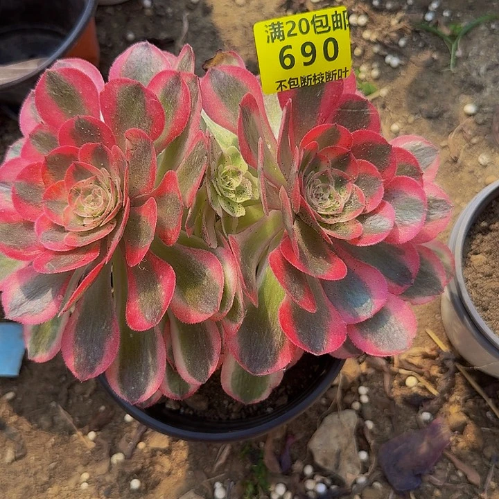 690倾城多肉植物